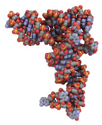 Short strands of RNA can be used to selectively turn off cancer genes. Compliments of Bhatia Lab/MIT News Office