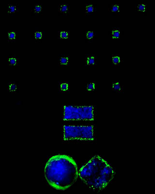 MIT is equal to infinite' pattern was made of various spatially organized cell types in defined geometries. 'MIT' and 'equal' patterns were made of spatially distributed human hepatoblastoma cells and NIH-3T3 fibroblasts. The infinite pattern was combination of one circular and one square pattern which were made of spatially arranged human hepatoblastoma cells and human umbilical vein endothelial cells.  Image credit: Halil Tekin