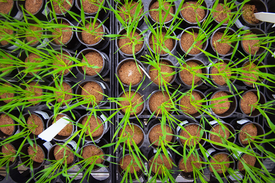 Plants, viewed from above.